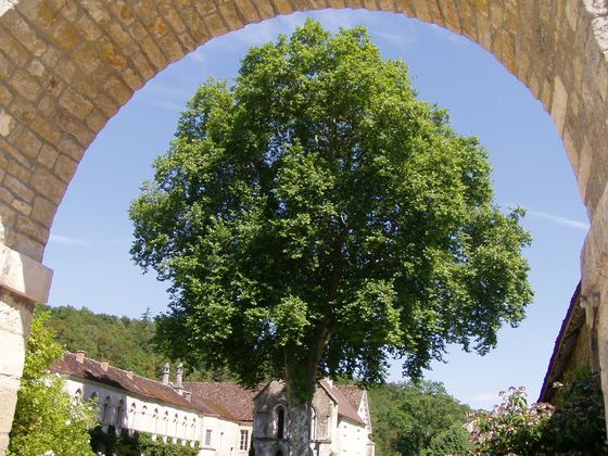 Baum im Innenhof der Abbaye de Fontenay Bild