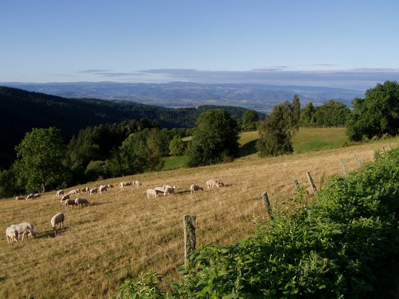 Hoch über dem Senouire-Tal, im Hintergrund das Alliertal Bild